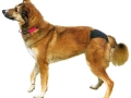 TRIXIE Protective Pants fekete tüzelőbugyi kutyákn